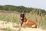 MALINOIS 336